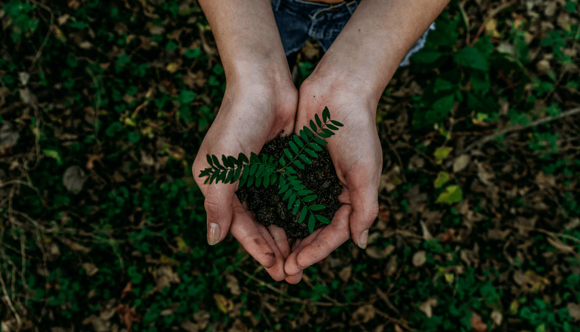 Everything You Need To Know About Sustainable Web Design